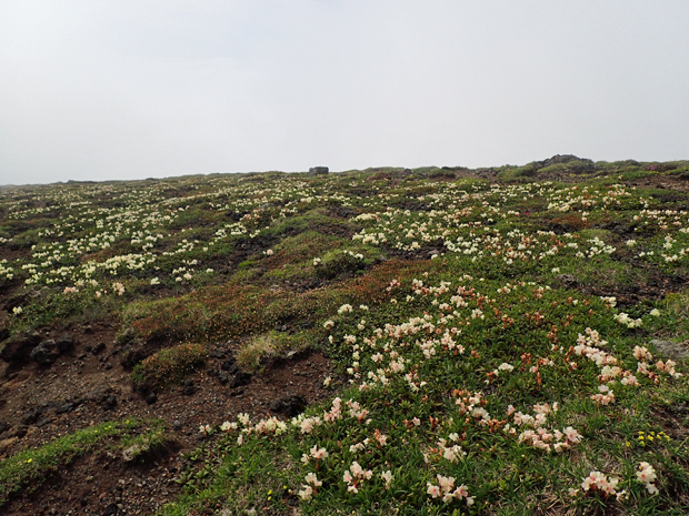 f0214649_3423313.jpg