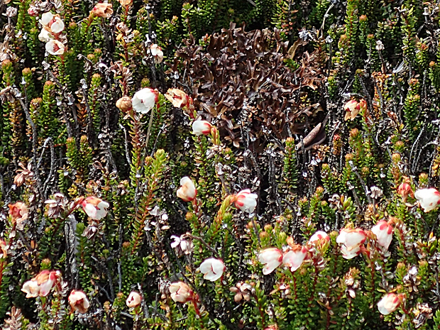 f0214649_3475390.jpg