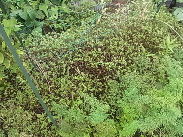 d0160852_1024520.jpg