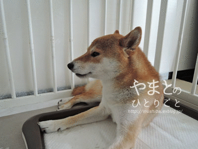 a0286855_623489.gif