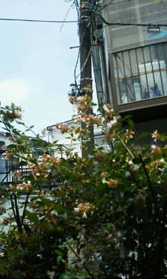 b0105259_18482133.jpg