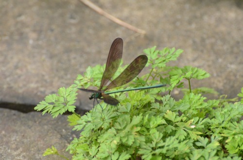 c0186463_058775.jpg