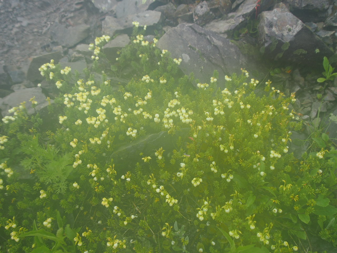 c0321967_09372427.jpeg