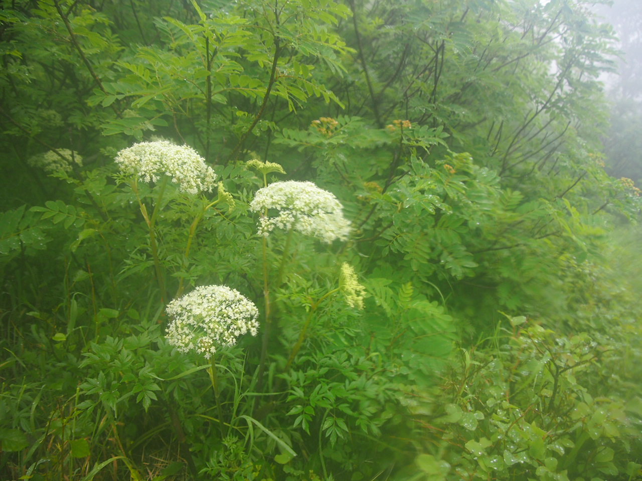 c0321967_09375091.jpeg
