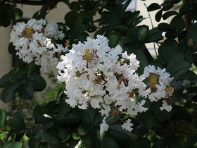 e0130185_11472073.jpg