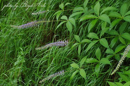 f0332795_17482141.jpg