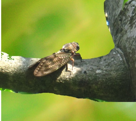 b0243152_2231365.jpg