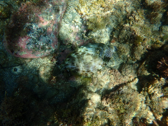 c0122670_21274818.jpg