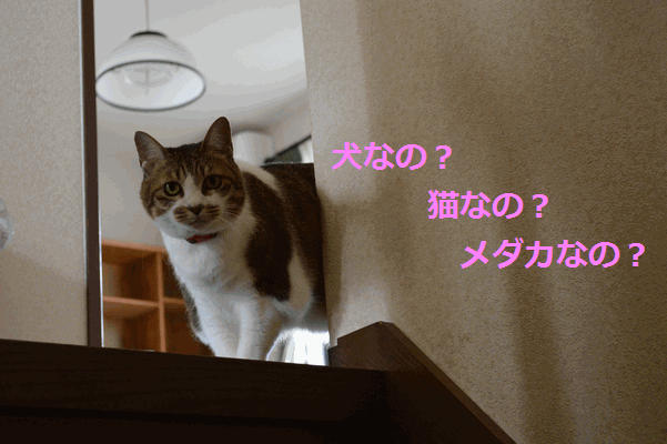 c0136736_16203271.gif