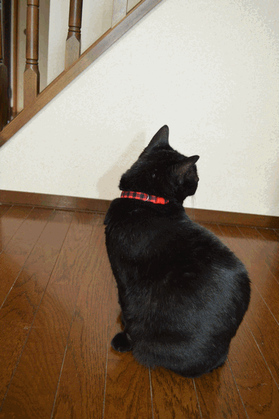 c0136736_16213063.gif