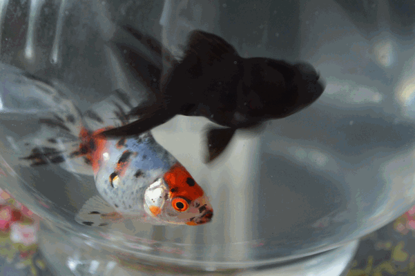 c0136736_16223596.gif
