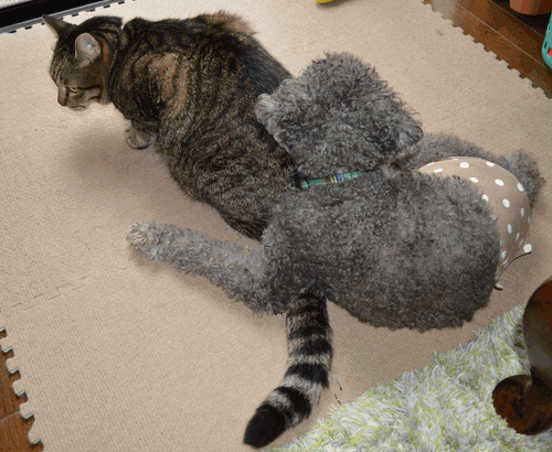 c0136736_16304375.gif
