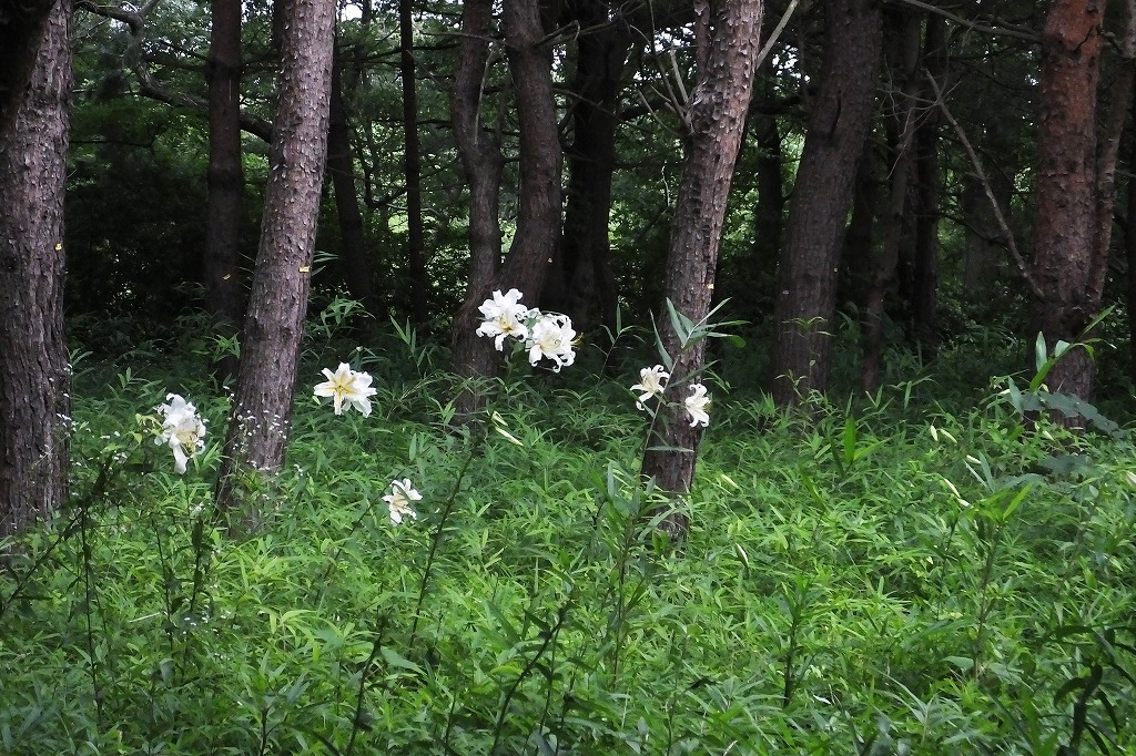 b0236251_10362849.jpg