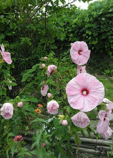 a0018655_13221418.jpg