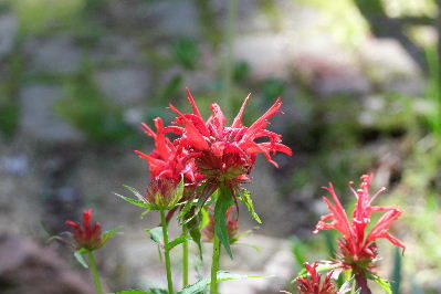 e0088260_14294515.jpg