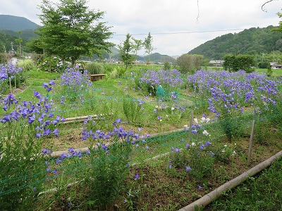 b0096463_8535281.jpg