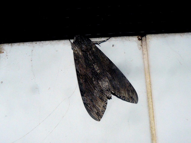 d0019074_10302122.jpg