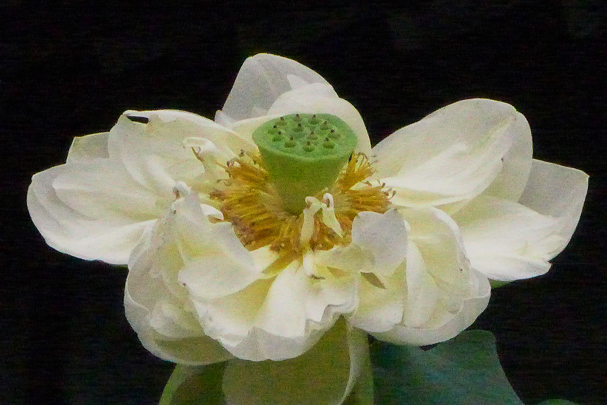 e0157891_1241425.jpg