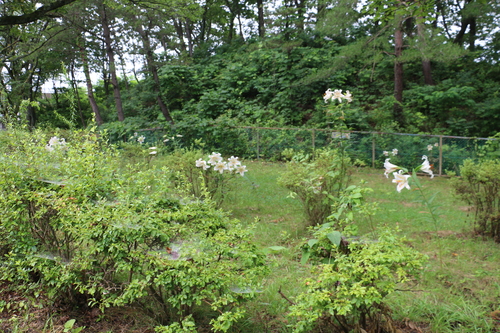 c0075701_20182091.jpg