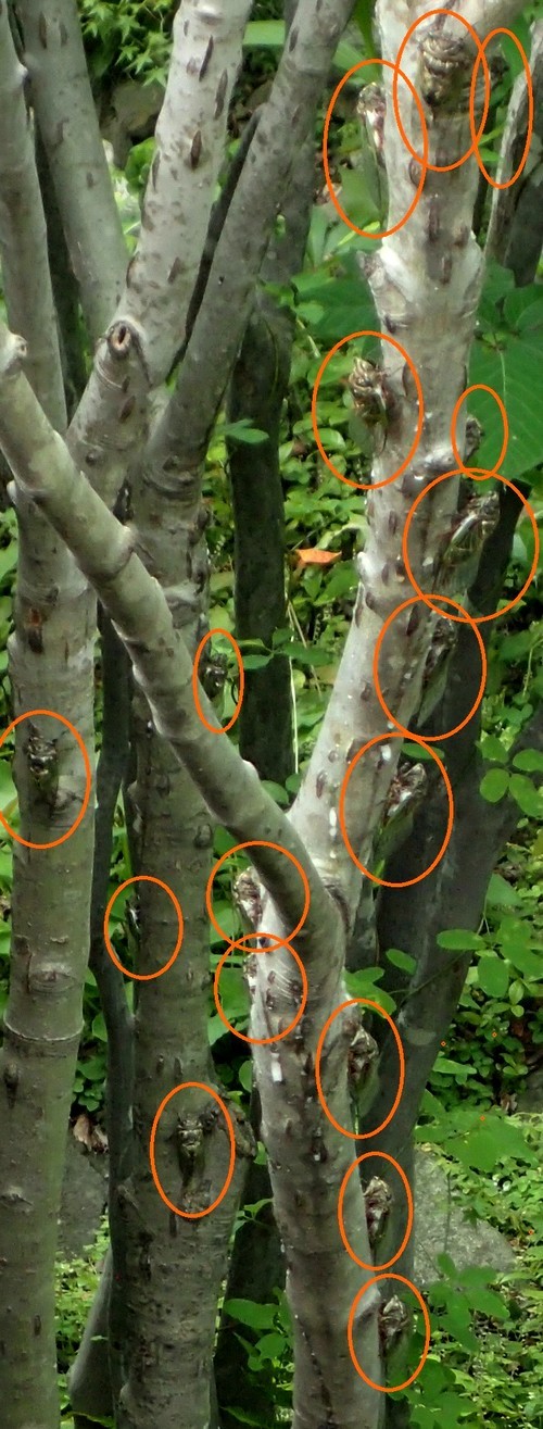 c0369423_21582638.jpg