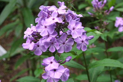 e0088260_10204129.jpg