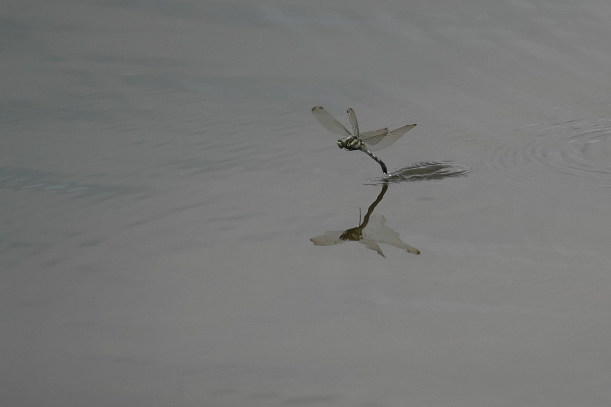 a0083081_1773693.jpg