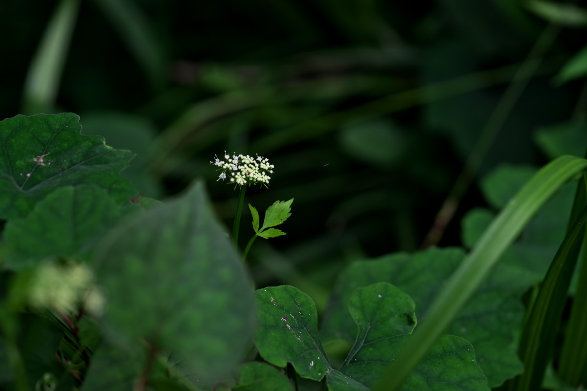 a0083081_1781154.jpg