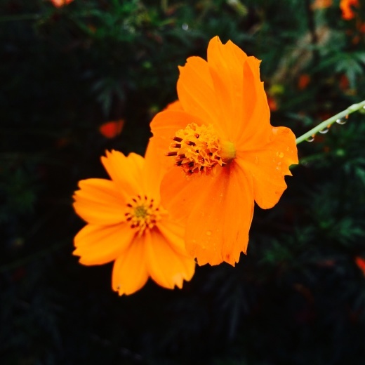 f0201297_20090499.jpg