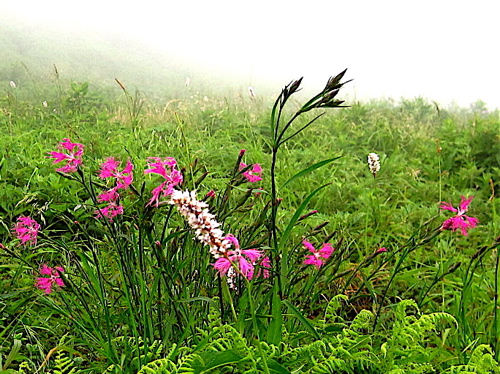 a0164011_113297.jpg