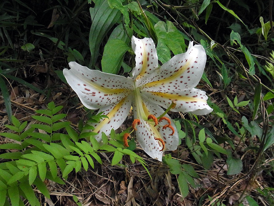 f0131669_8442935.jpg