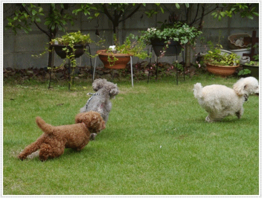 b0175688_21490528.gif