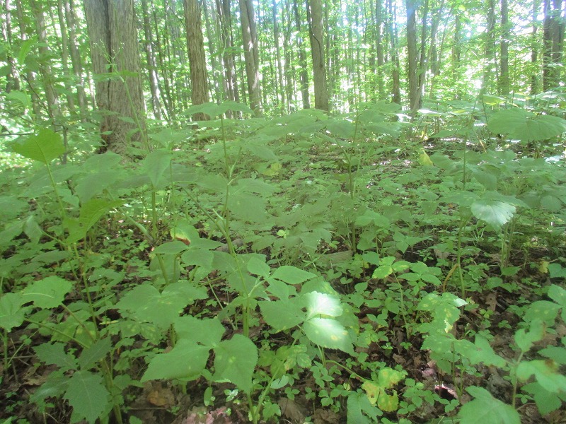 f0202703_2334368.jpg