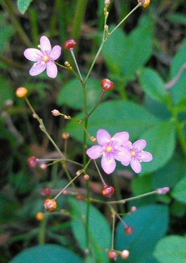 a0018655_10375728.jpg