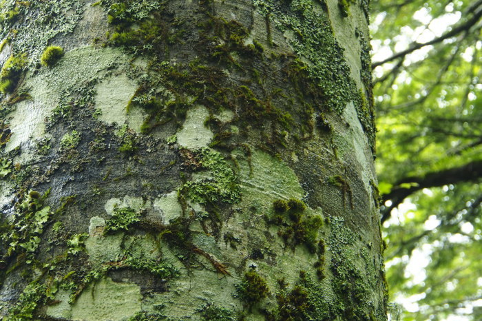 e0307372_11404775.jpg