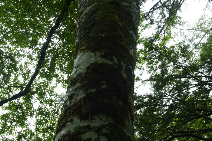 e0307372_11410690.jpg