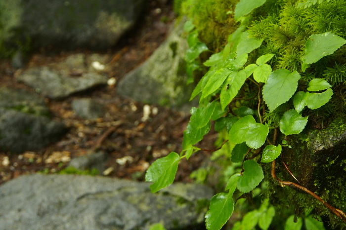 e0307372_11412183.jpg