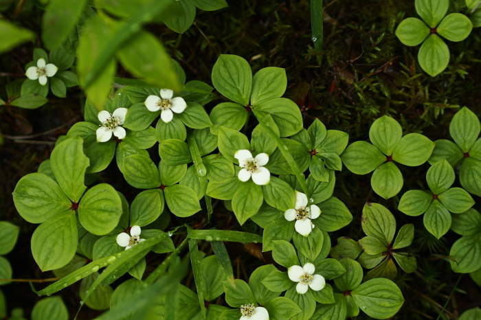 e0307372_20392754.jpg