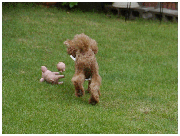 b0175688_22382313.gif