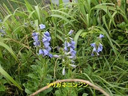 a0105023_1132345.jpg