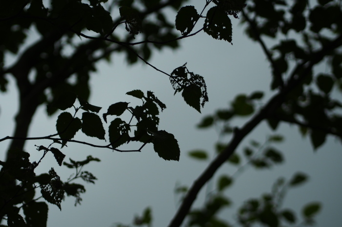 e0307372_17173437.jpg