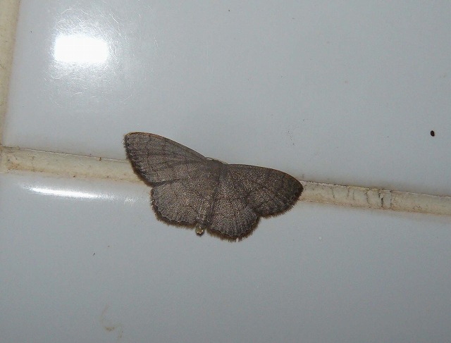 d0019074_5511910.jpg