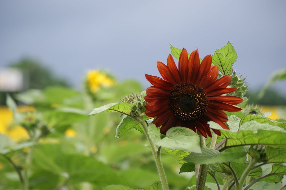 c0162516_11533188.jpg