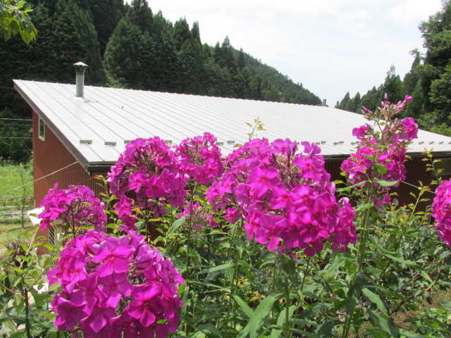 f0341616_16000873.jpg