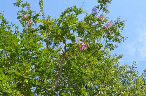 f0191517_158208.jpg