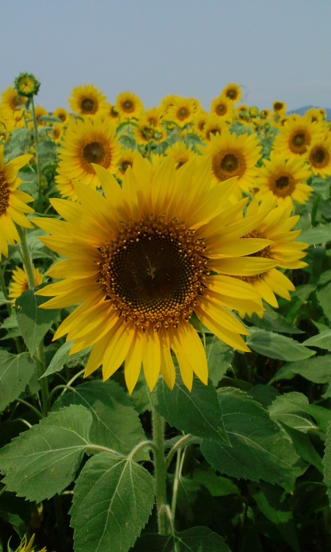 e0050324_1559312.jpg