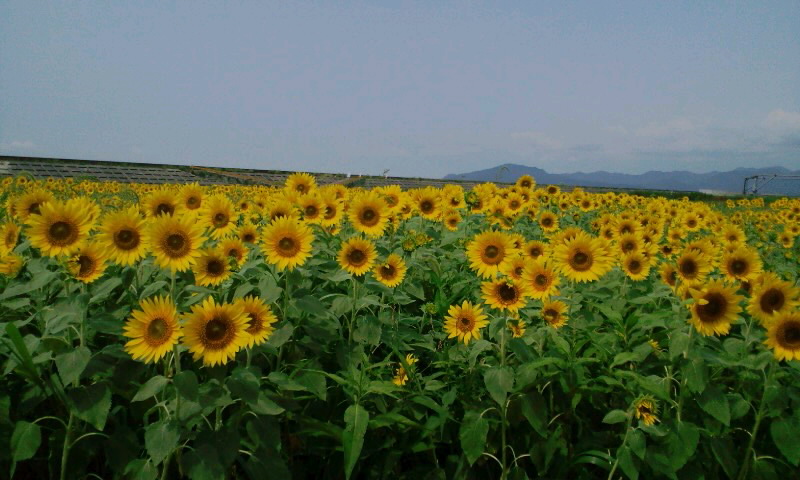 e0050324_155939.jpg