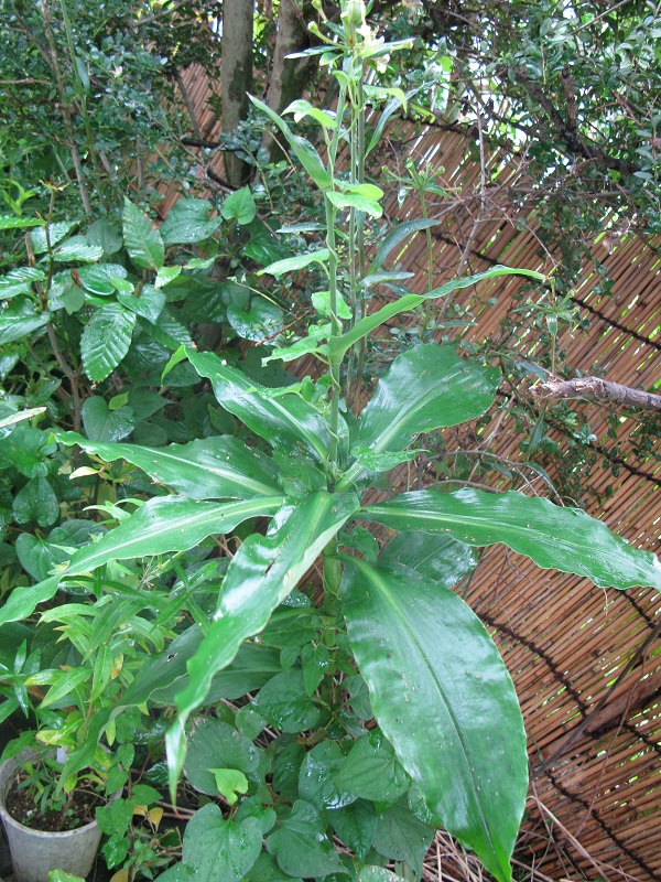 d0333943_6513151.jpg