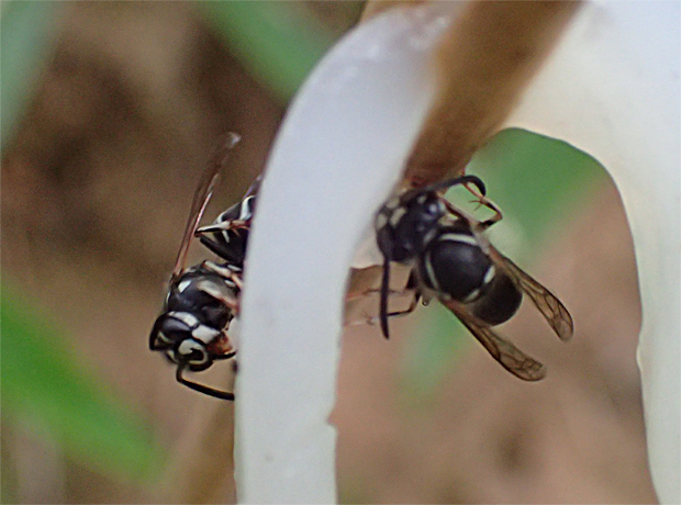 f0214649_3414597.jpg