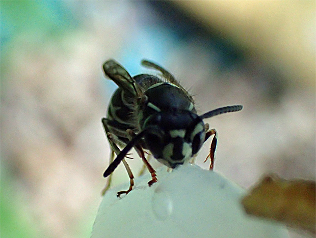 f0214649_3425870.jpg