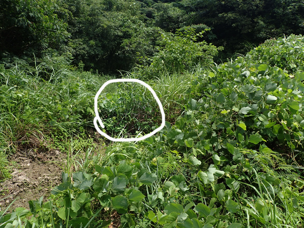 f0214649_3501133.jpg
